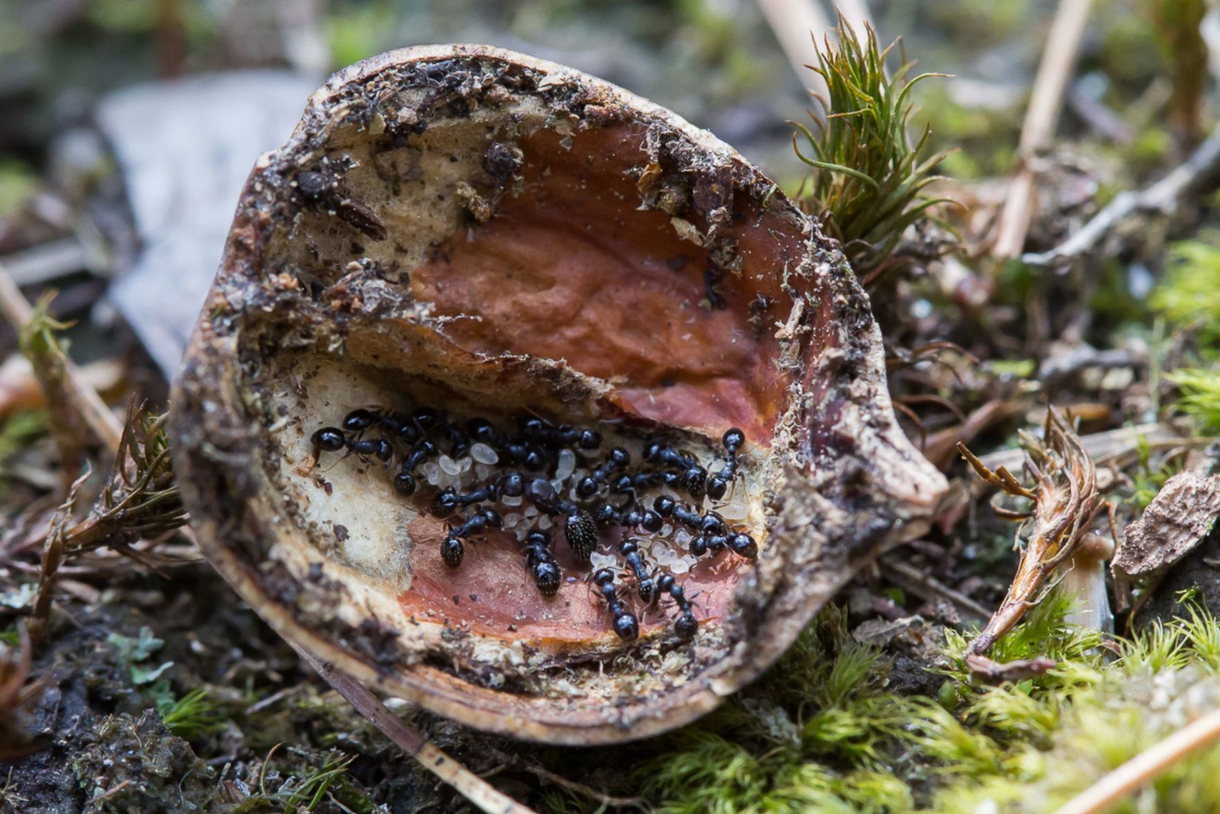 210404-lif-ant-longispinosus-5964